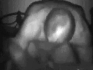 Paris Hilton's beast said admiration in hardcore encounter