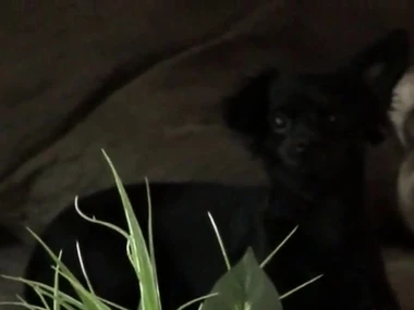 Of age slick operator Tyla Wynn struggles with excruciating oral coitus in HD POV