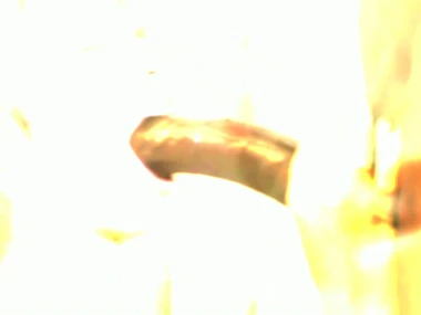 Gung-ho hot brunette Holly Taylor in a hardcore cock action