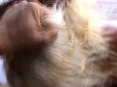 Jamie Brooks, Jolie, and Gina Jolie give a deepthroat blowjob