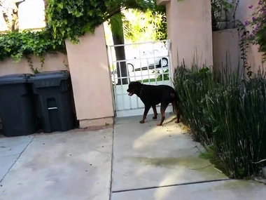 Samantha Saint's sensual solo set-to in lingerie and outdoor settings